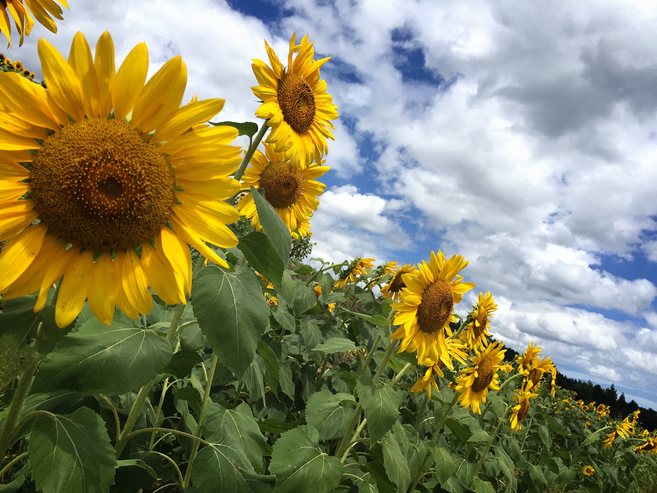 🌻ドライブへ🌻