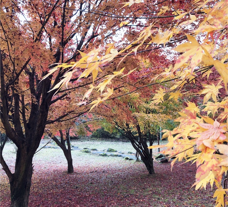 紅葉🍁