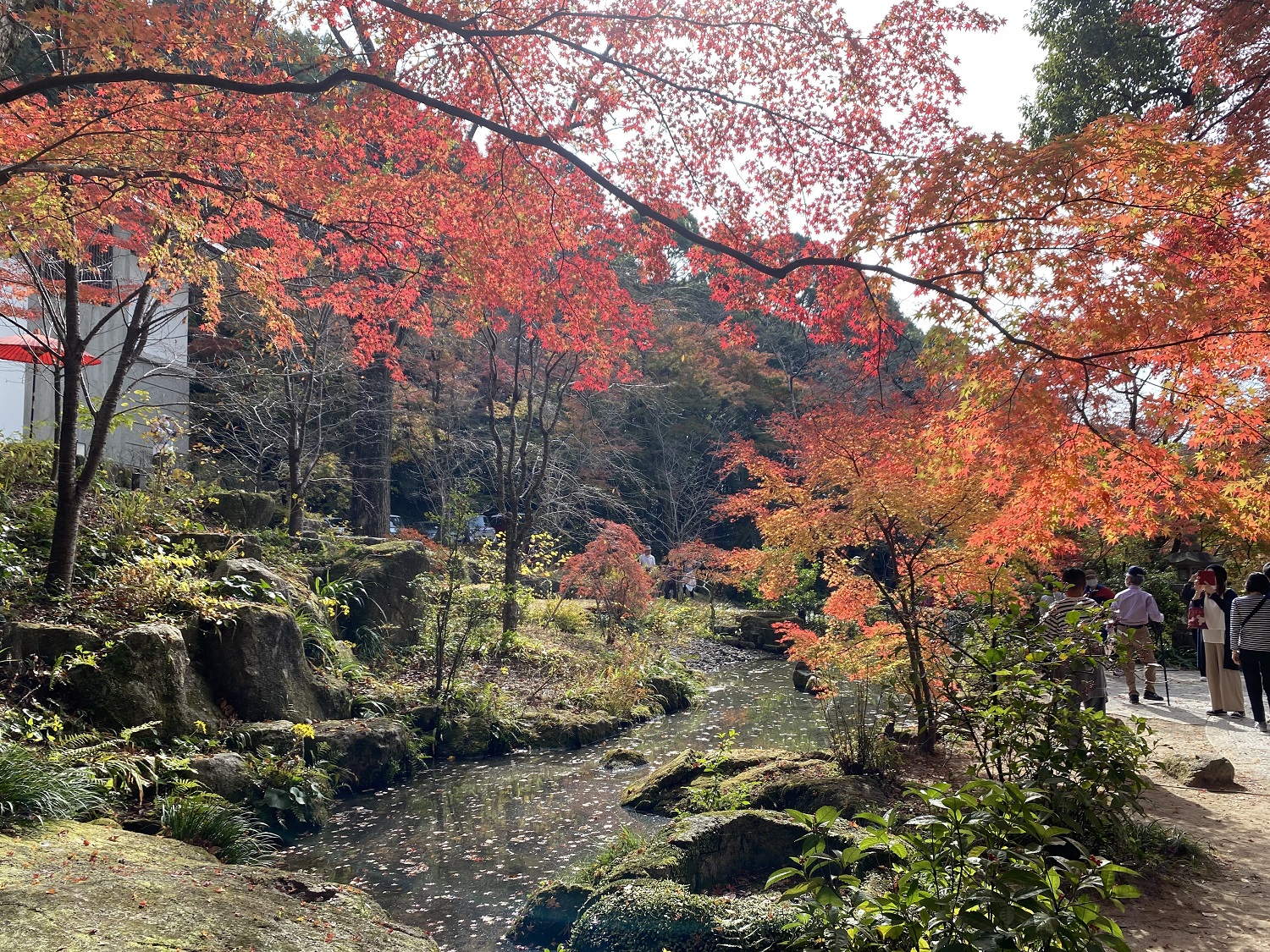 竈門神社へ紅葉を見に行きました！