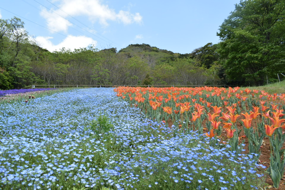 チューリップ園