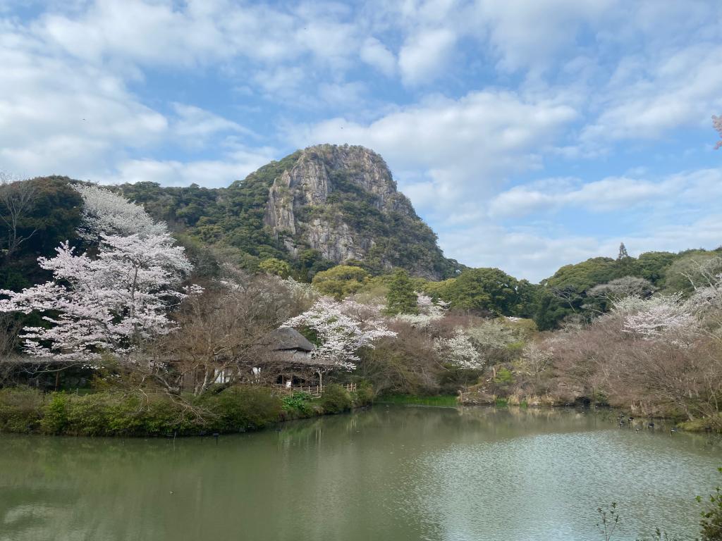 満開の桜