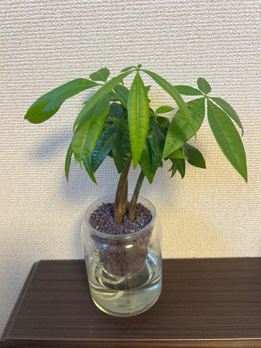 観葉植物(^^♪