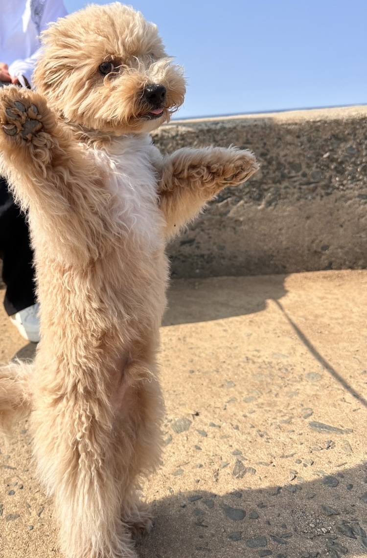 愛犬　ねろ