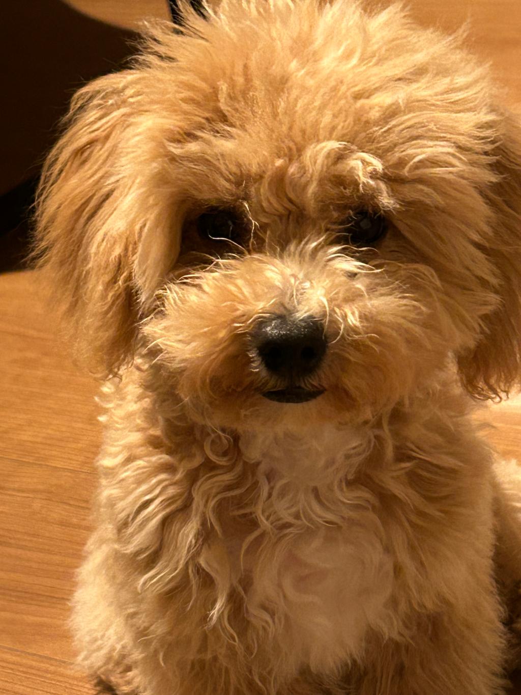 愛犬　ねろ