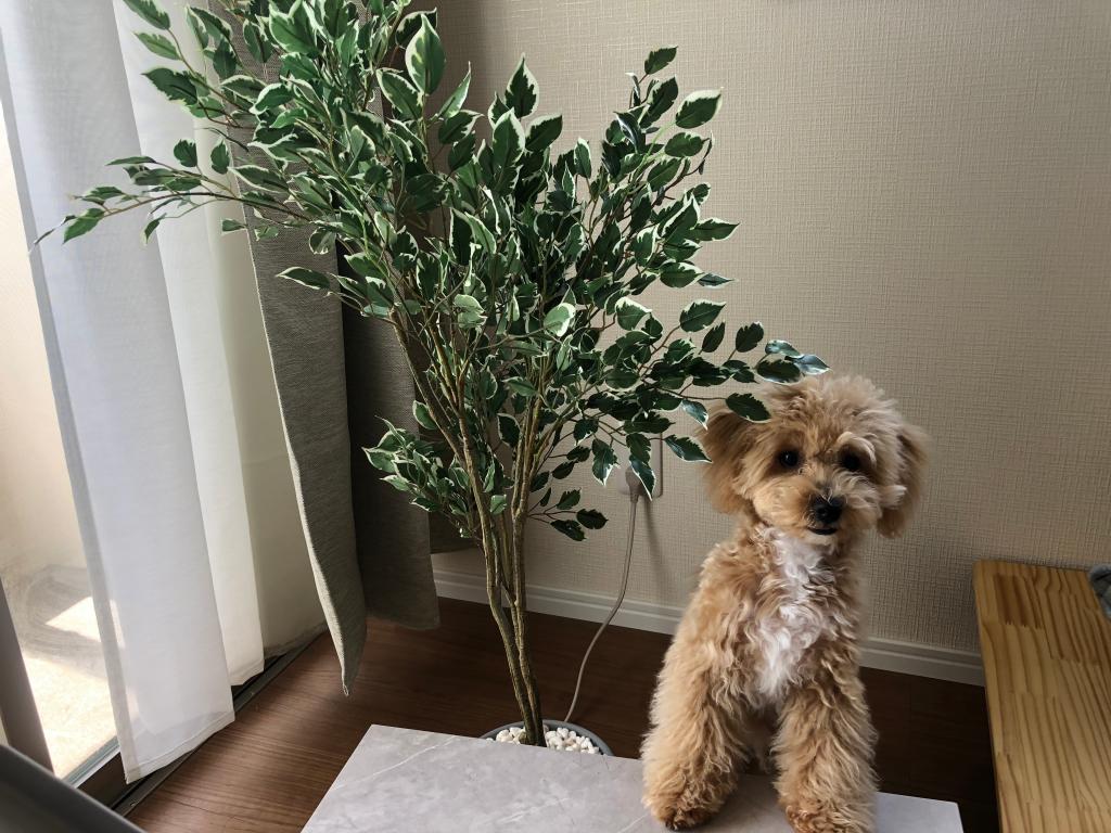愛犬　ねろ