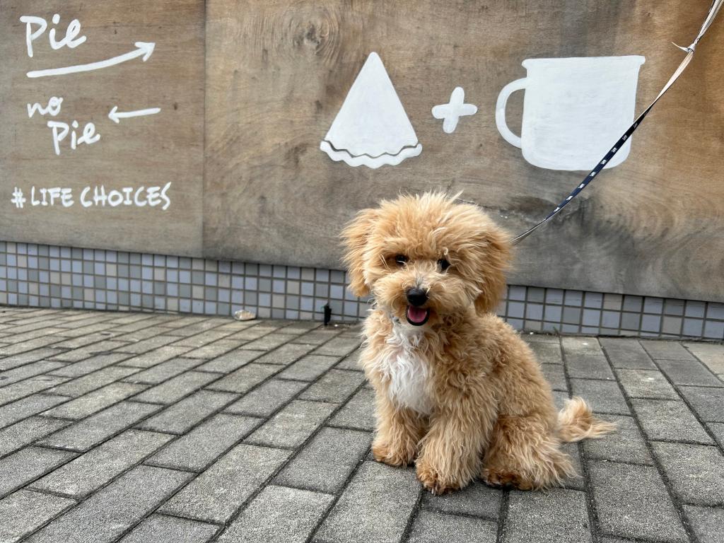 愛犬　ねろ