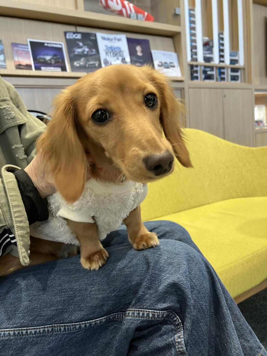 今日のわんこ🌈