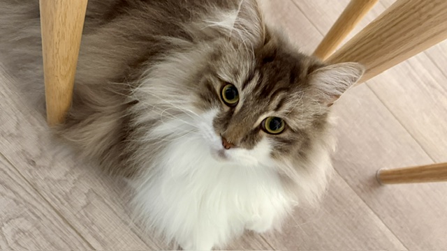 本日ご来場の・・・