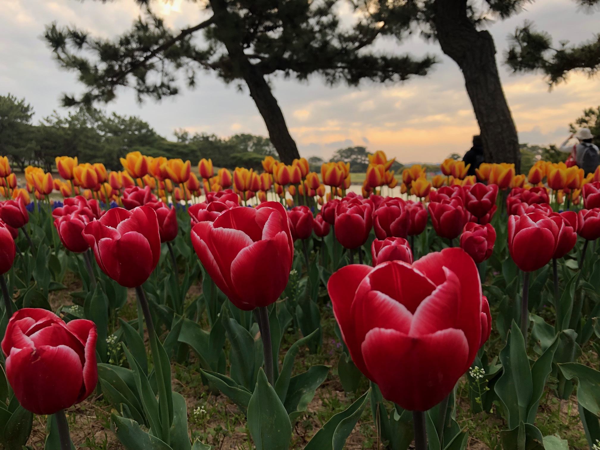 🌷春ですね🌷